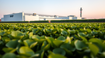 Grüne Landschaft mit BASF-Fabrik